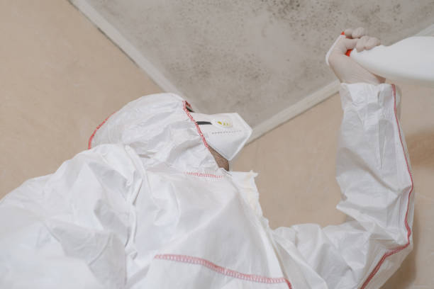 Best White Mold Remediation in Horn Lake, MS