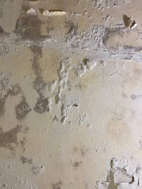 Best Insurance-Related Mold Remediation in Horn Lake, MS